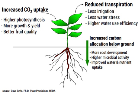 Diagram of a plant that illustrates the benefits of plants enriched with CO2 such as, increased CO2 uptake, reduced transpiration & increased carbon allocation below ground. 